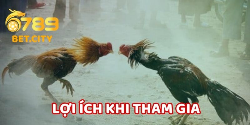 Lợi ích khi tham gia đá gà cựa dao.